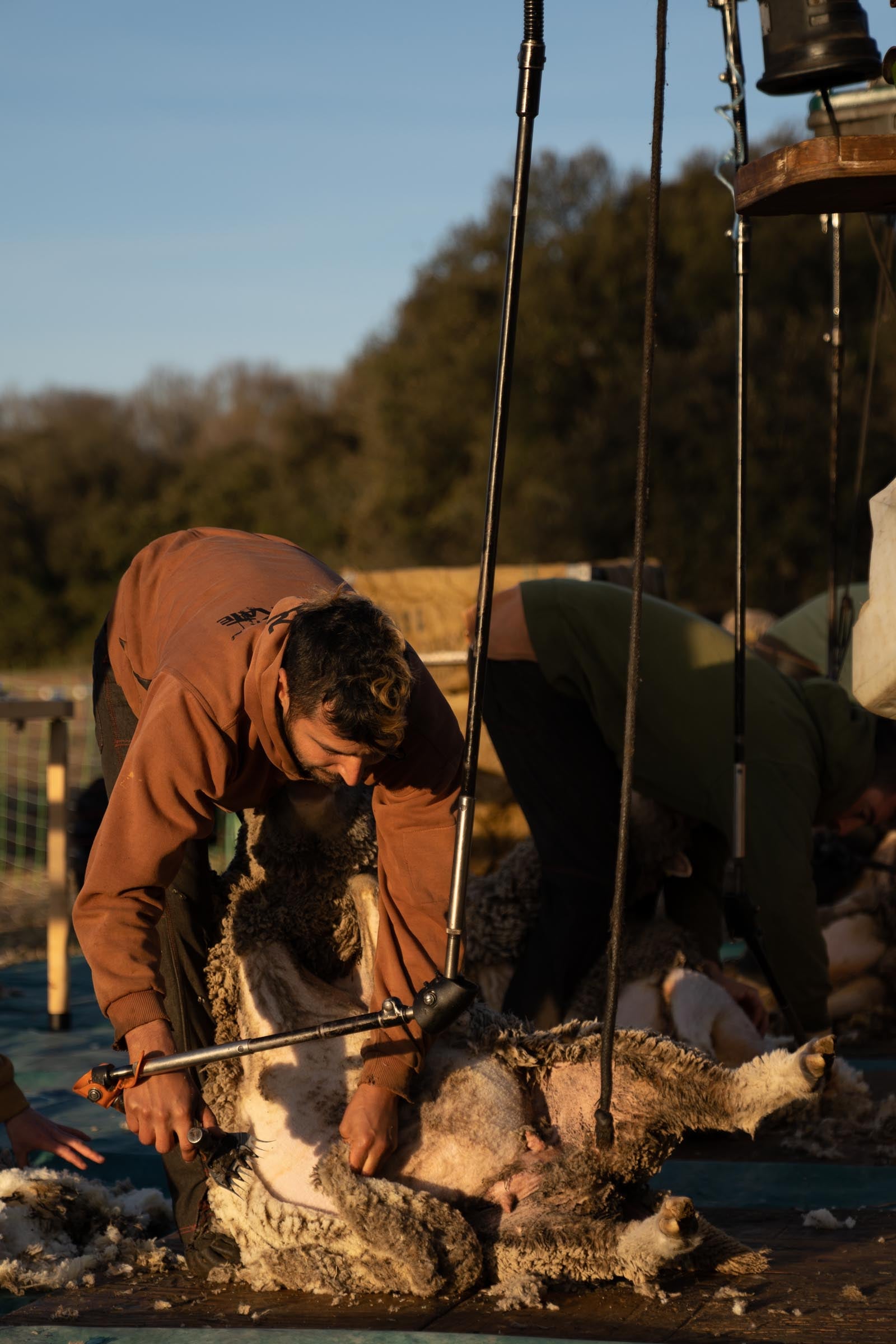 A shearer shearing a sheep in the morning sun 