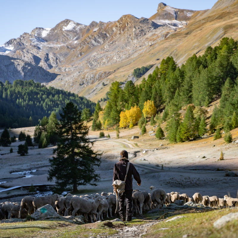 A shepherd herding his flock of Merino d'Arles sheep on the plains of the Vallon de Lauzaniers.