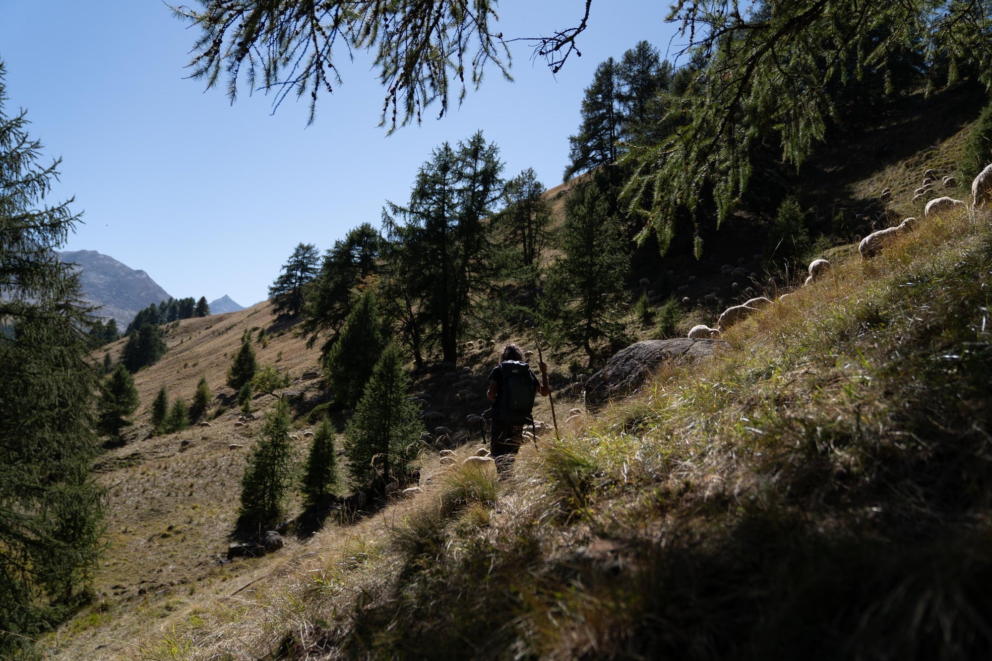 A shepherd overlooking his flock of Merino d'Arles sheep on a mountain slope with trees